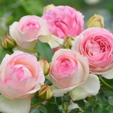 月季花