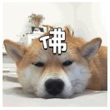 张胖