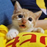 小怪兽。