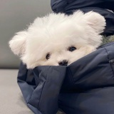 冬天就要吃雪糕