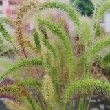 coduoicho