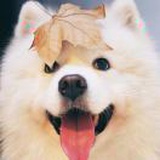 转租
