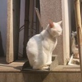 喵呜(๑´ω`๑)