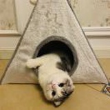 猫贝