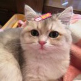 团子还是圆子