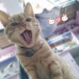 ssss杯莫停