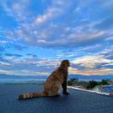 除却巫山不是云