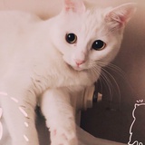 coco猫咪