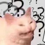 养猫好难