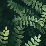 Ccc