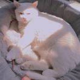 猫夷娘