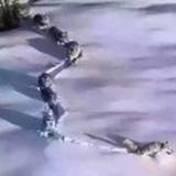 三哥