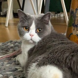 MengDou