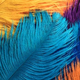 Feather