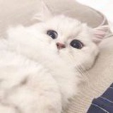 王王王呀
