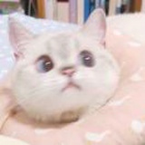 °saki_