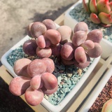 沁 颖