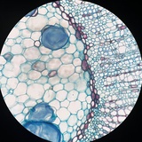 隗辛（稽查部）