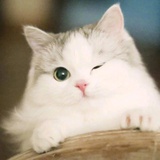 豆小花