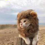 猫先生