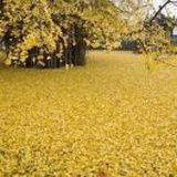 超山梅林