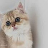 豆友225966009