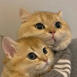 豆友225988475