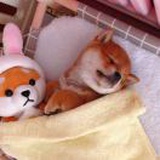 头上长犄角