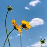 柱子是个猫主子