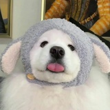 一只柚子