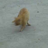 猫儿飞上天