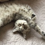 _李哲学