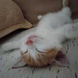 cp粉是最傻的