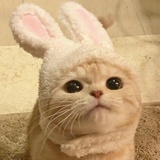 tiny蘑菇