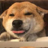 专业除害