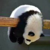 暴躁公主