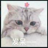 木槿花。