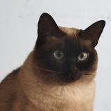 小黑脸