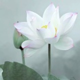 珏