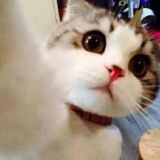 大歪歪丫