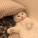 猫小可