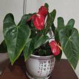 幸福人生