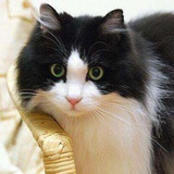 好奇乖乖小猫咪
