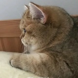 芬妮