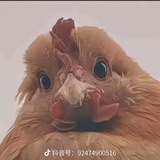 恆