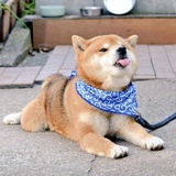 蓝精灵