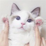 蛋饼不加蛋