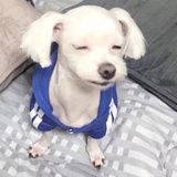 福尔摩喵