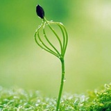 抹茶冰淇淋