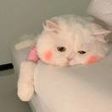 苏璟和